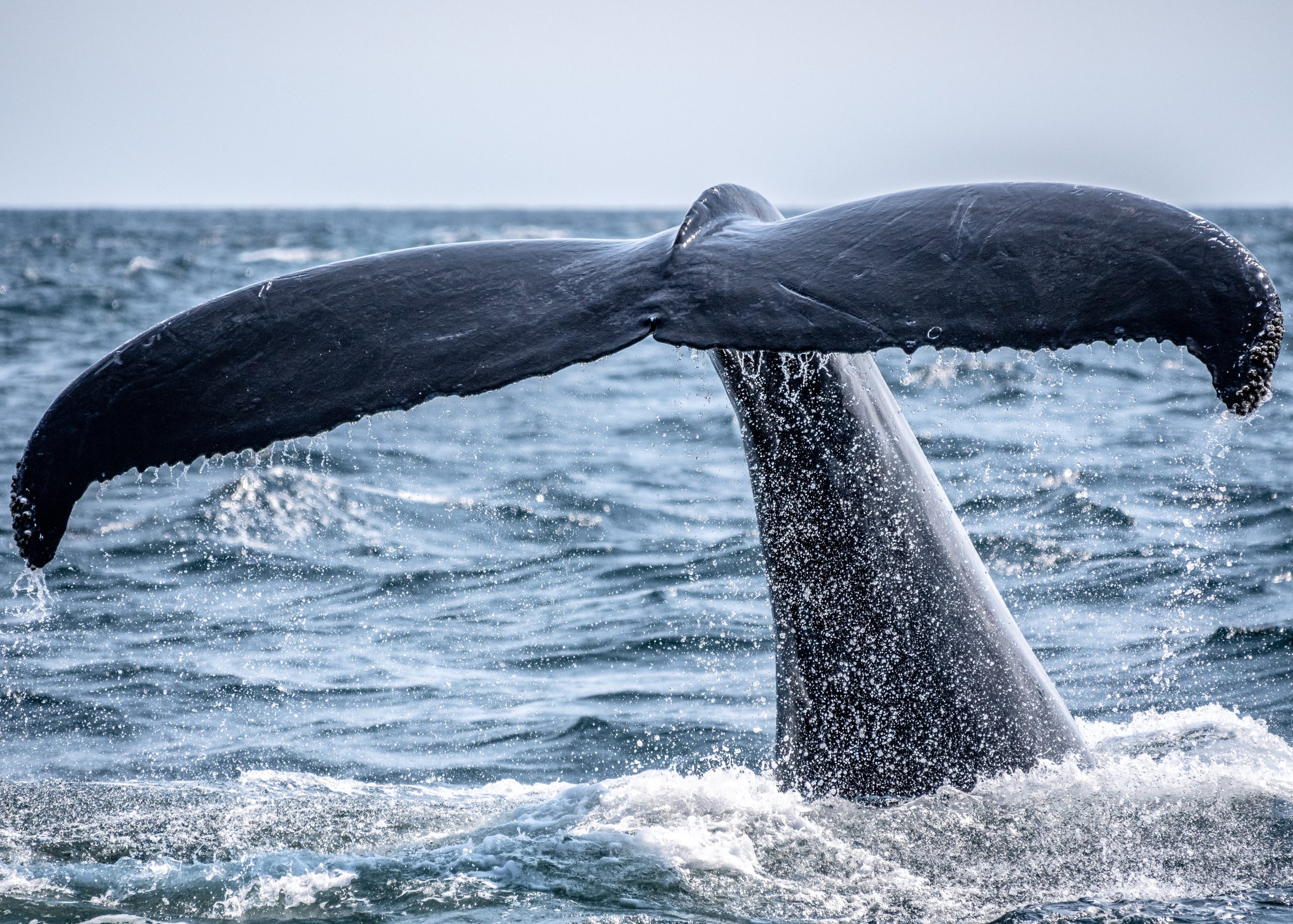 Read more about the article Iceland MAY 10 days