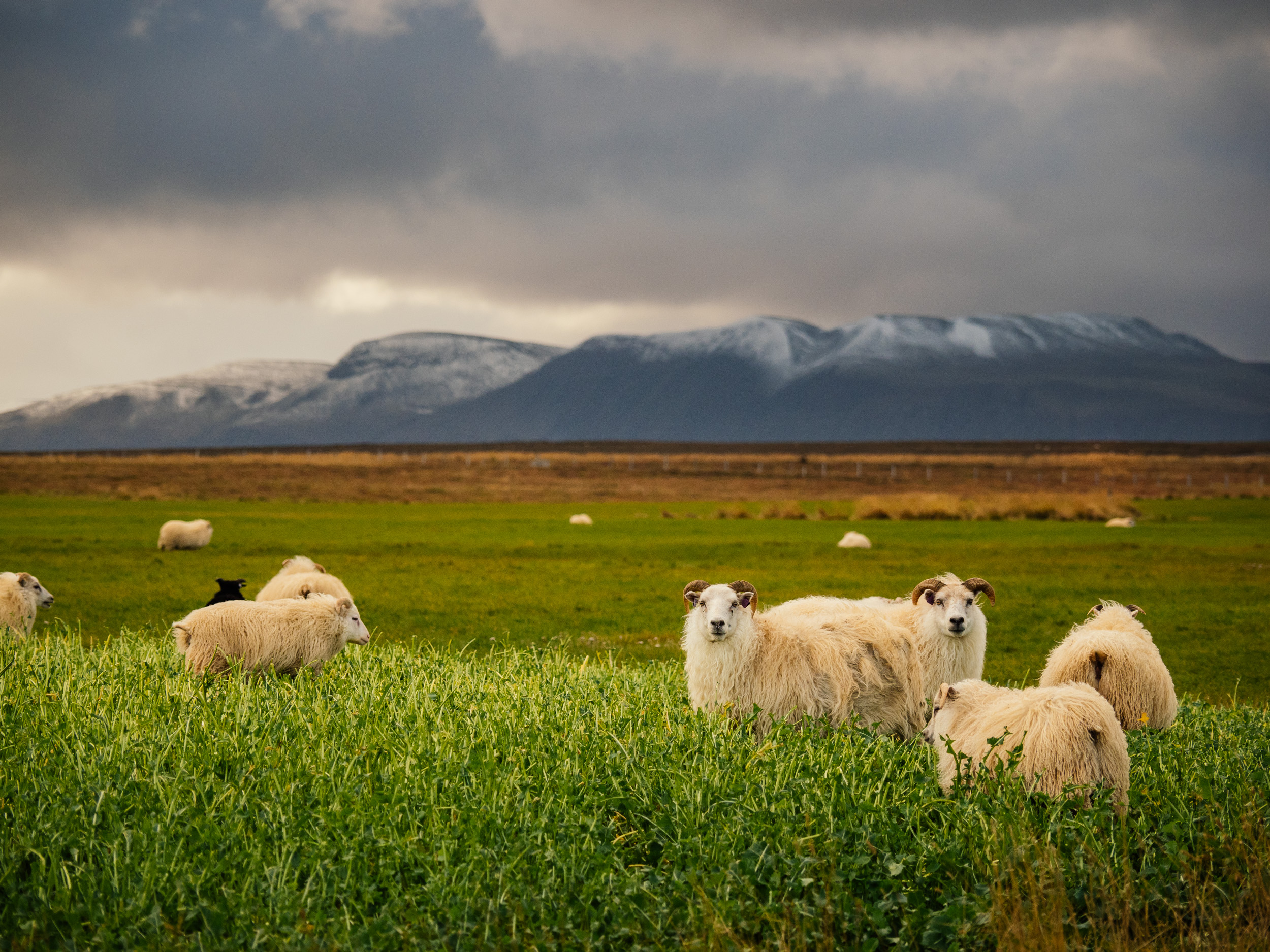 Read more about the article Iceland Food and culture during Lambing season