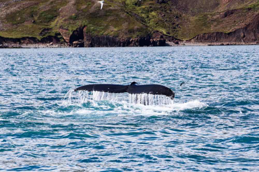 Whale watching Eyjafjörður fjord Iceland